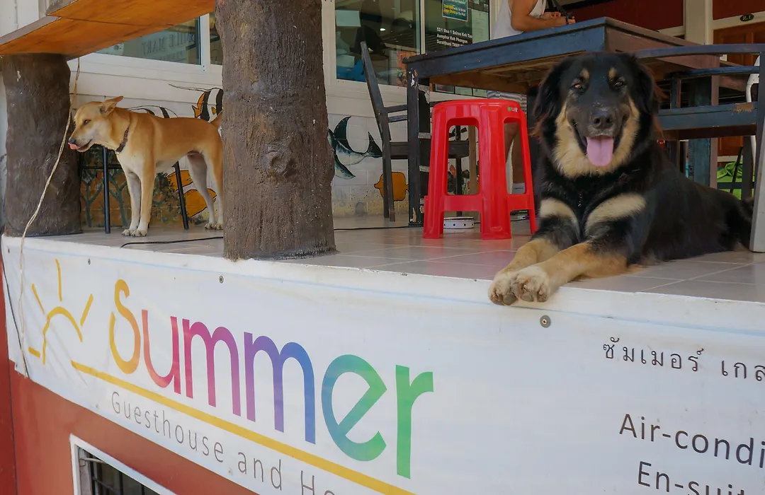 Summer Guesthouse And Hostel-1
